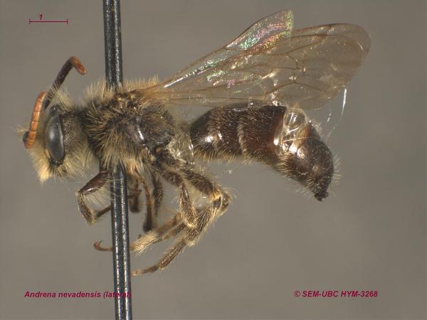 Photo of Andrena nevadensis by Spencer Entomological Museum